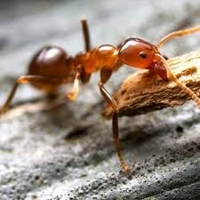Ants Control