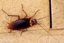 Cockroaches Control