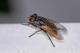 Flies Control