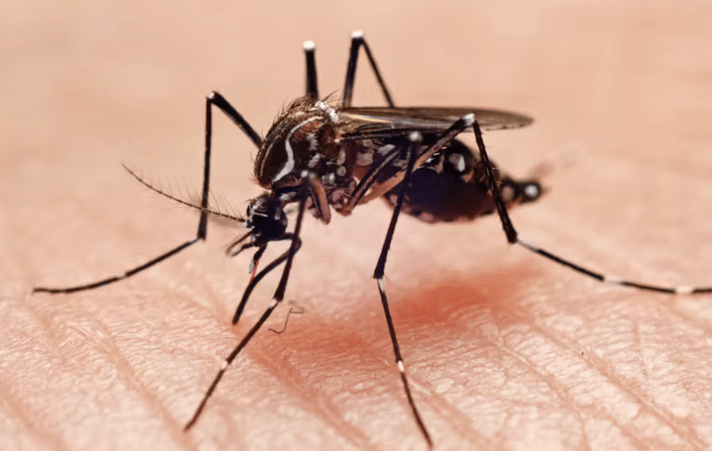 Mosquitoes Control