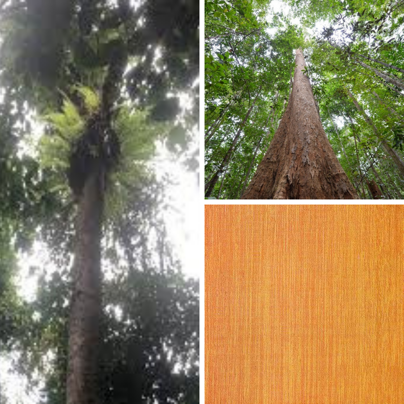 Belian Tree and Wood - Images via Malaysia Airlines (for Going Places), MTC Wood Wizard, and Gramho